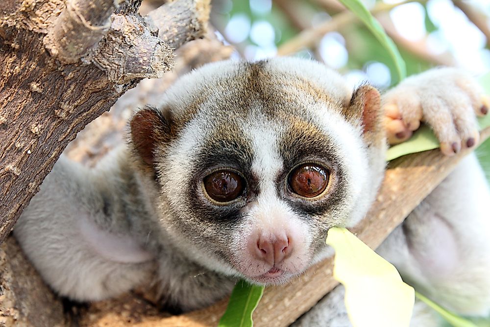 Slow Loris Facts Animals of the World WorldAtlas