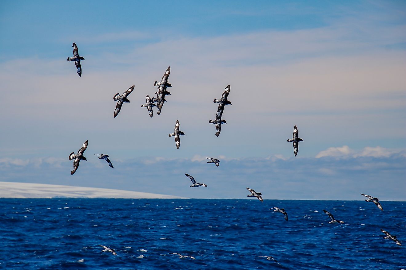 Southern Ocean - WorldAtlas
