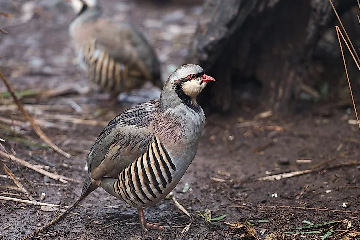 Pakistan's Native Bird Species WorldAtlas