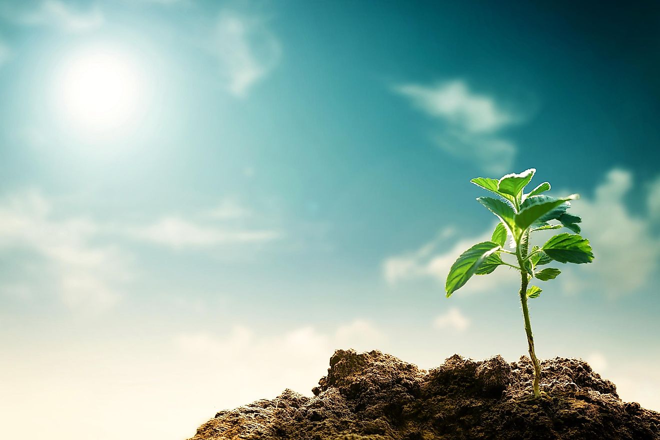 How Does Climate Change Affect Plant Reproduction? WorldAtlas