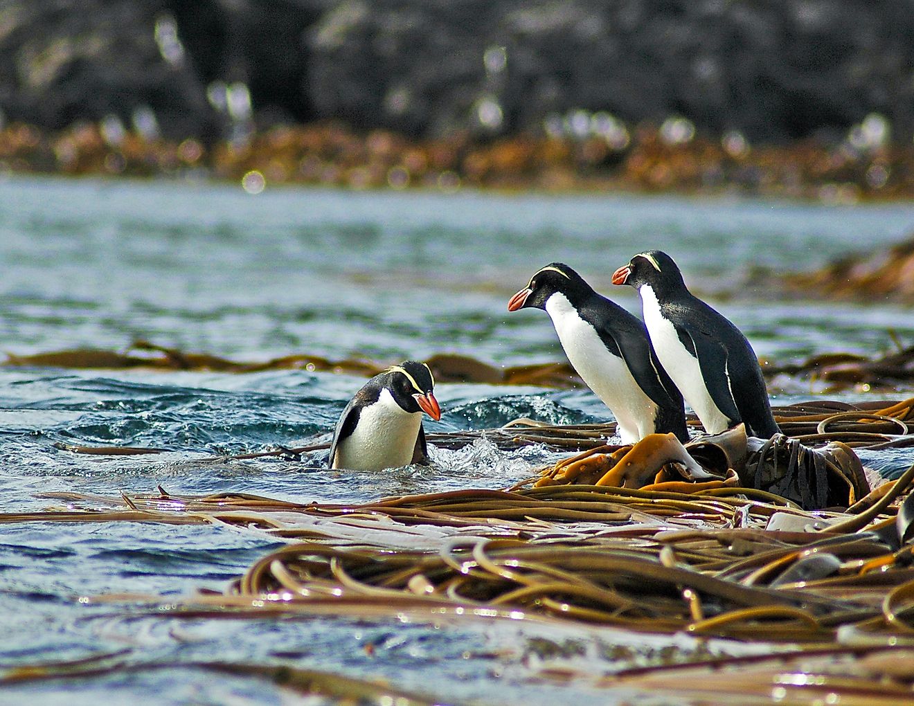 Snares penguins. 