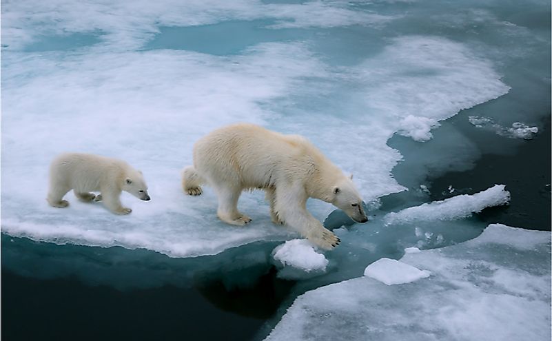Mother polar bear and cub walking on ice floe in Arctic Ocean north of Svalbard, Norway.