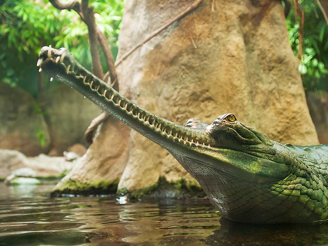 A fish-eating crocodile. 