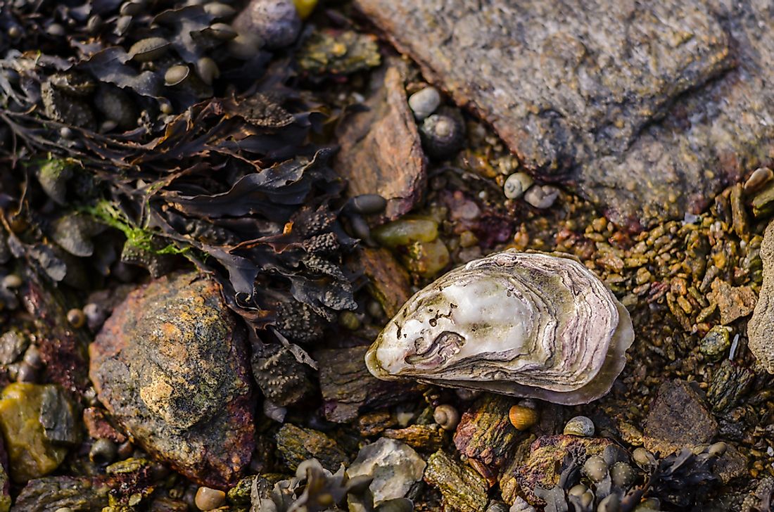 Oysters come from the scientific class called bivalve meaning; having two shells. 