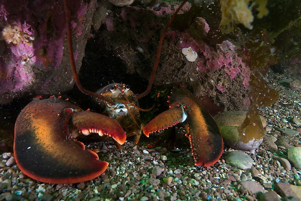Lobsters can live between 40 and 50 years in the wild.