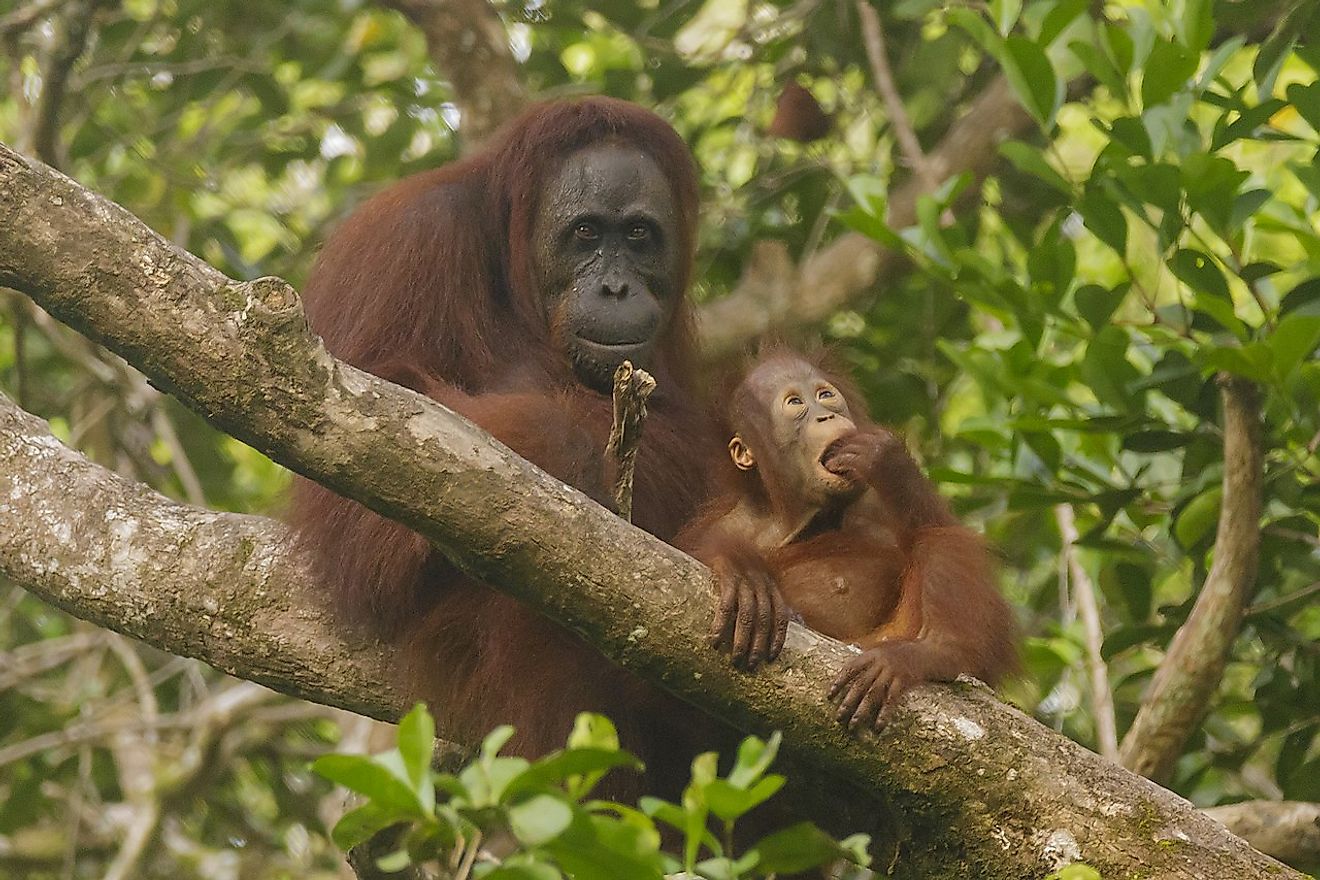 An orangutan with baby in Borneo. Image credit: Thomas Fuhrmann/Wikimedia.org