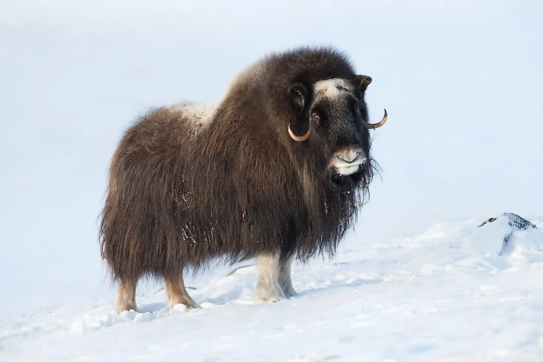 Tundra Biome Animals