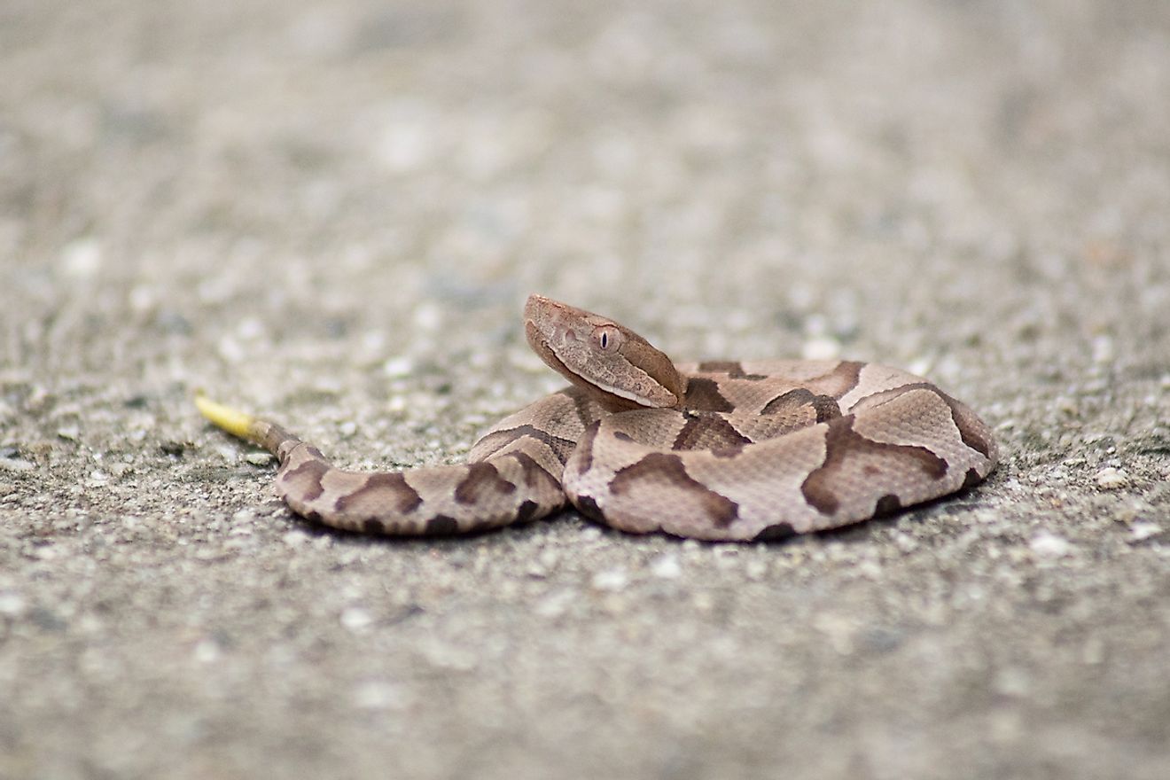 Baby rattlesnake on a pavement. Image credit: Woodphotography LLC/Shutterstock.com