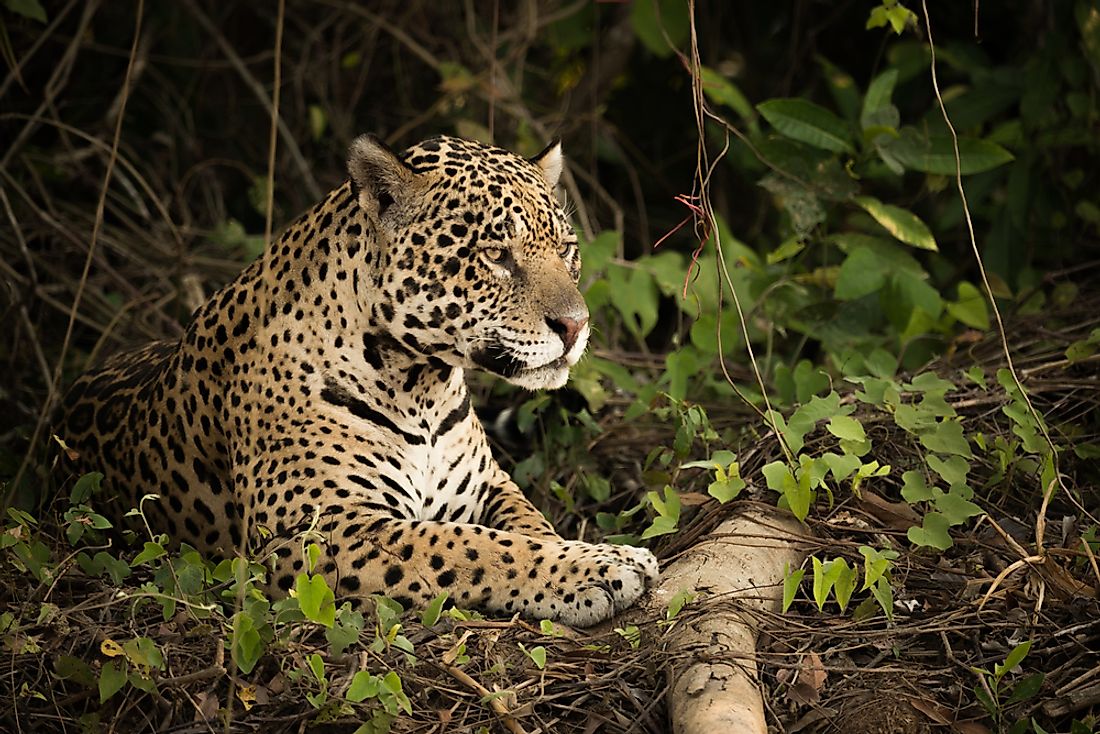 A jaguar in the Amazon rainforest. 