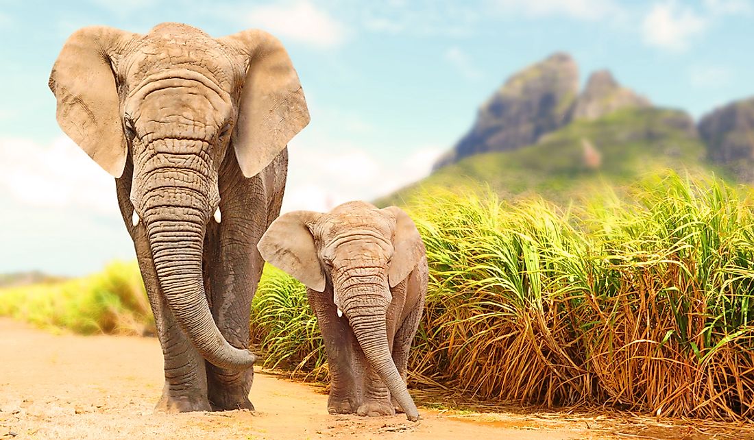 Elephants are amazing creatures!