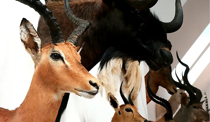 Antelope trophies on the wall. 