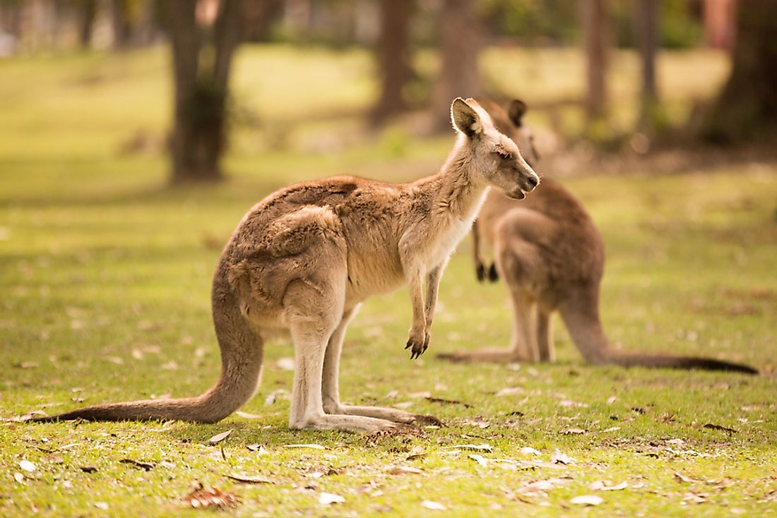 16 Animals That Live in Australia - WorldAtlas