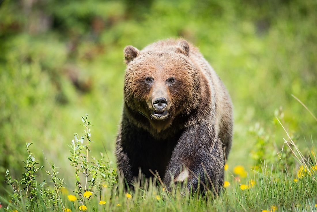 Although they may look friendly, grizzly bears have been known to make attack on humans. 