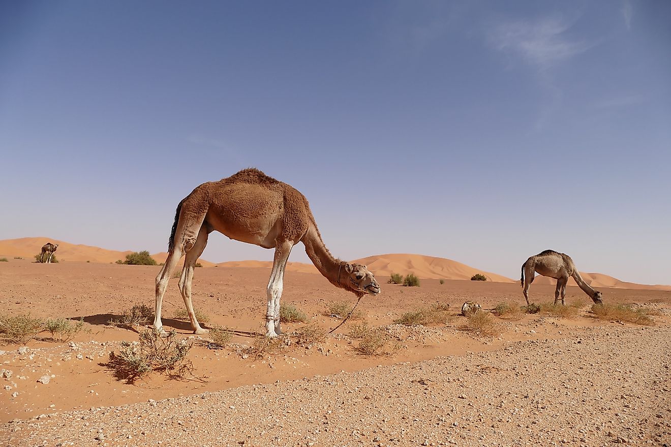 Dromedarai kupranugariai Sacharos dykumoje. 