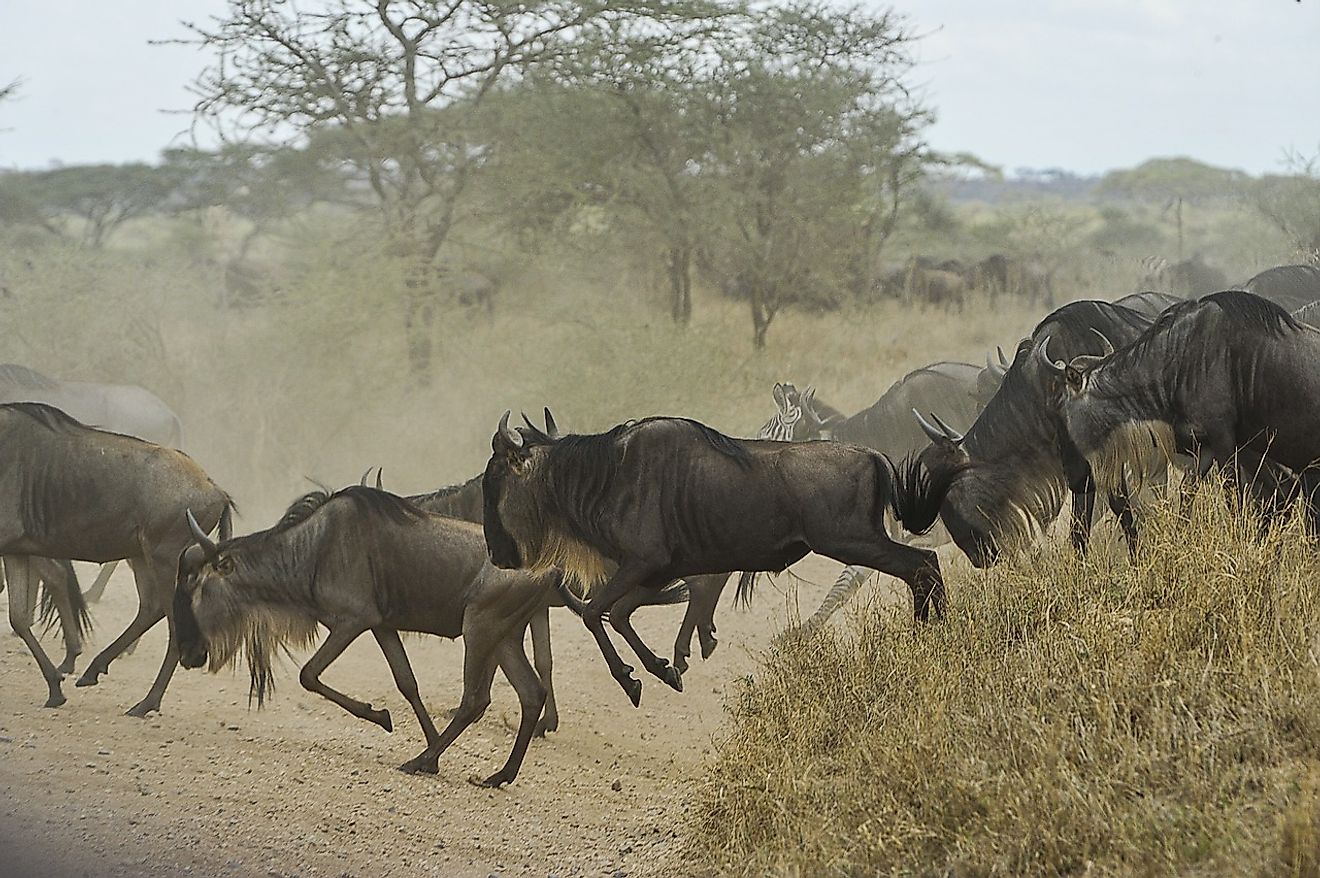 Wildebeests are perhaps best known for their stampeding tactic, which they can employ against predators which would otherwise overpower them.