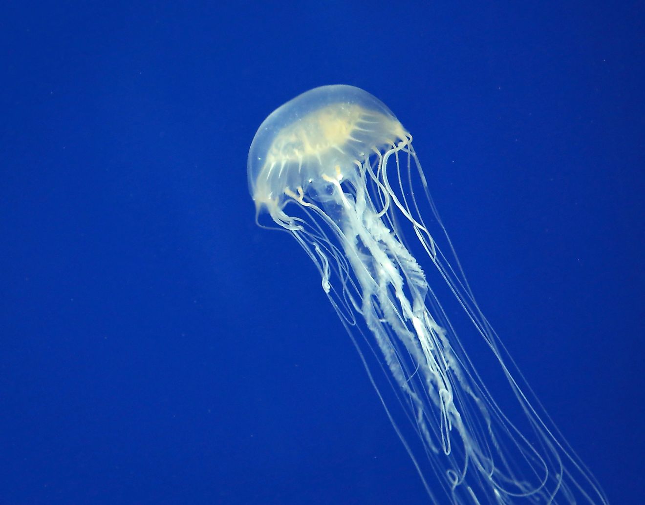 Due to the potent venom in their stinging nematocysts, Chironex fleckeri, commonly known as Australian Box Jellyfishes, are some of the deadliest animals in the world.