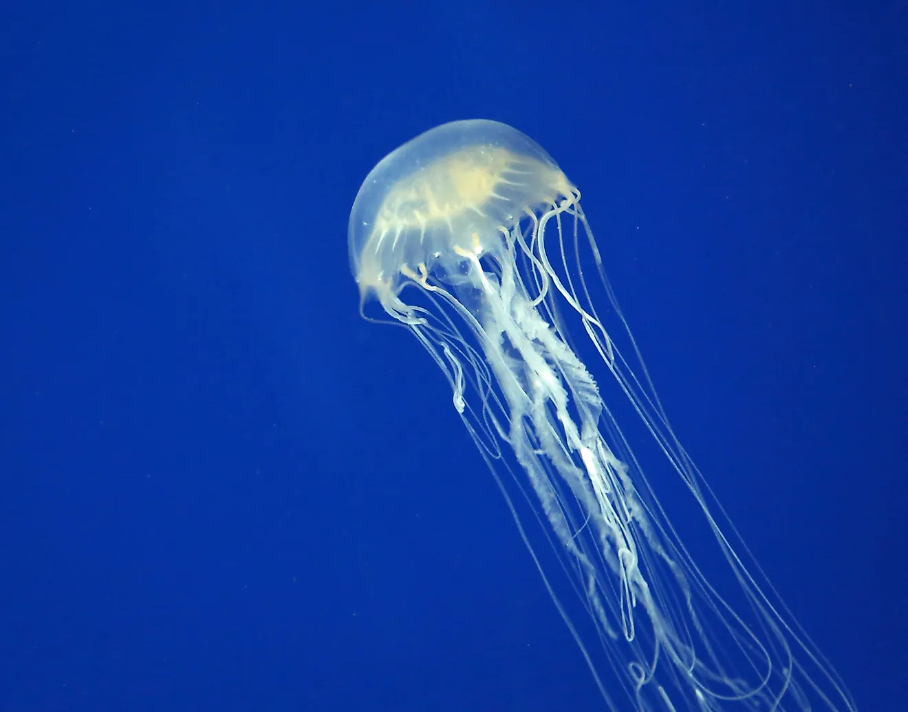 Due to the potent venom in their stinging nematocysts, Chironex fleckeri, commonly known as Australian Box Jellyfishes, are some of the deadliest animals in the world.