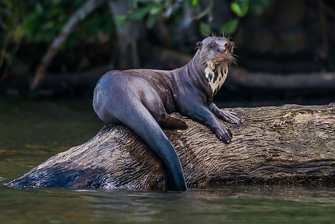 A giant otter..