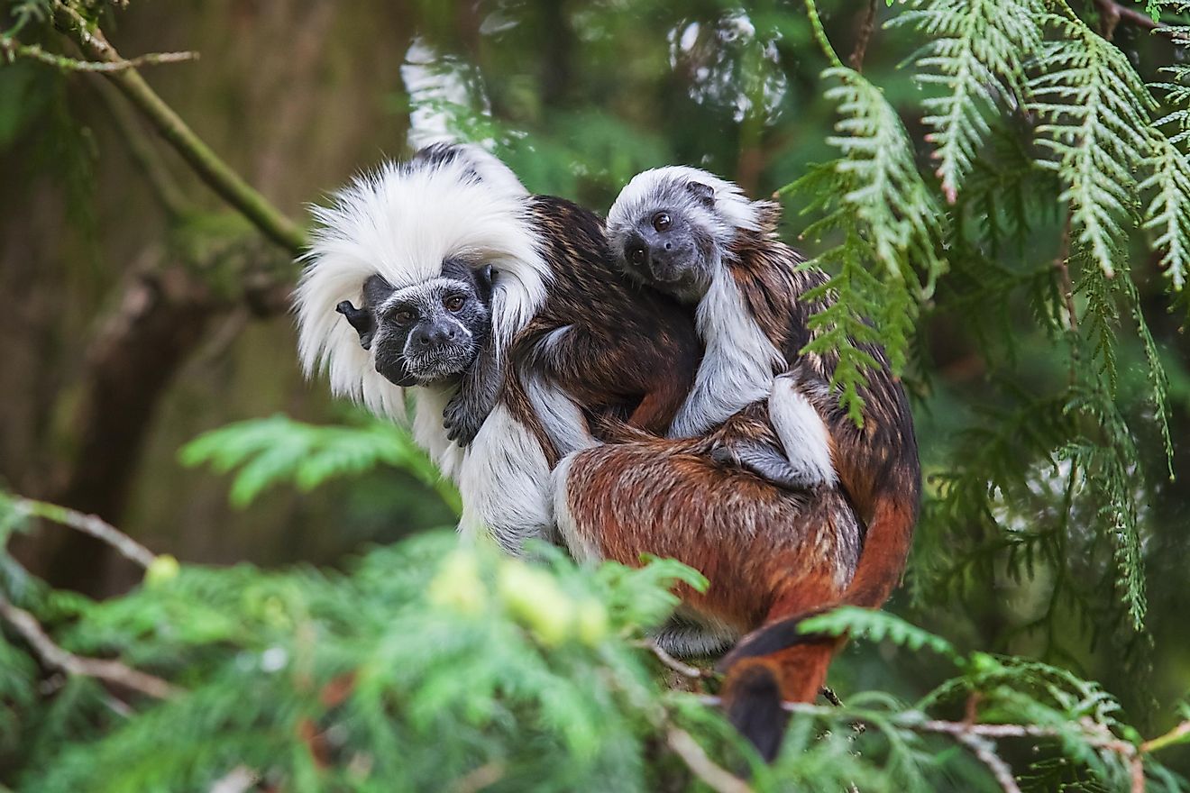 A female cotton top tamarin with a young one on its back in a Colombian forest