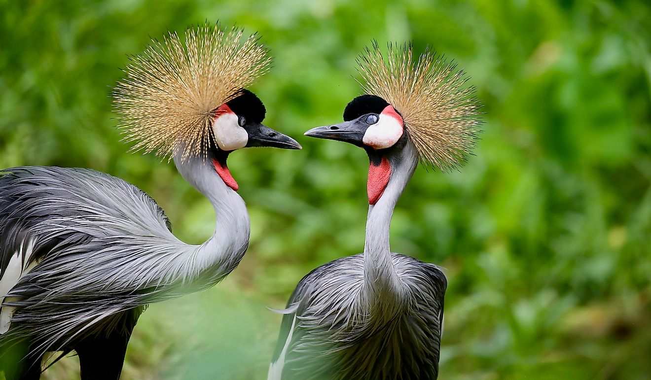 Crested crane is the national bird of Uganda.