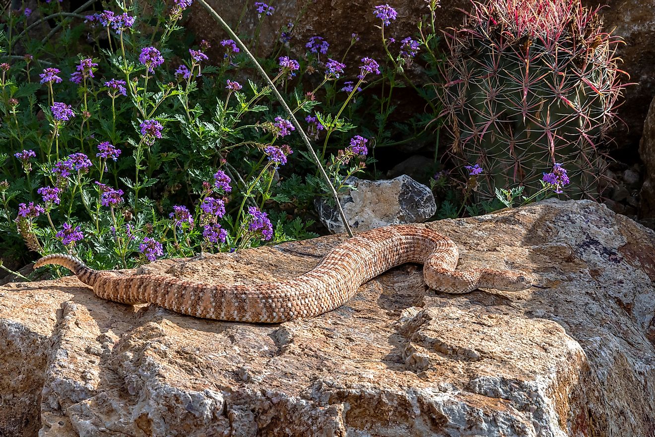 Hissing Southwestern Speckled Rattlesnake basking in the sun. Image credit: Evelyn D. Harrison/Shutterstock.com