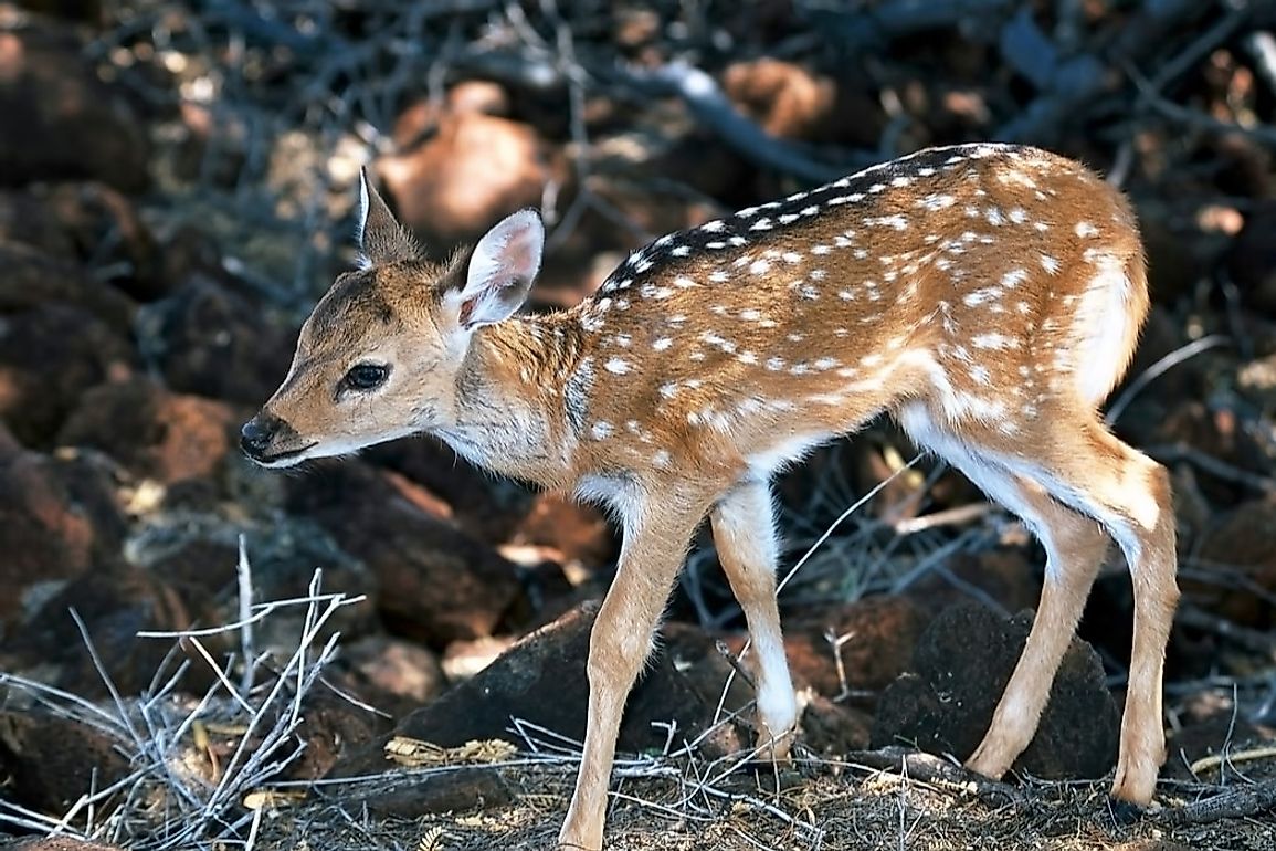 An axis deer or chital in Hawaii.