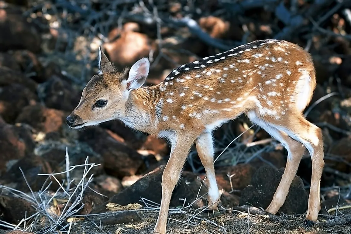 An axis deer or chital in Hawaii.