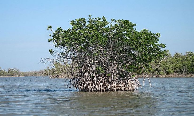 A free-standing red mangrove tree growing in the backcountry waters of the Cape Sable area in Gabon