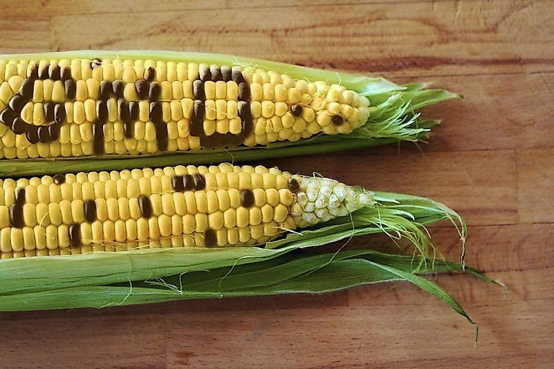 We hear a lot about GMOs in the media, but what does science tell us about their safety?