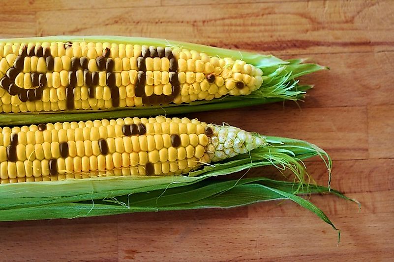 We hear a lot about GMOs in the media, but what does science tell us about their safety?