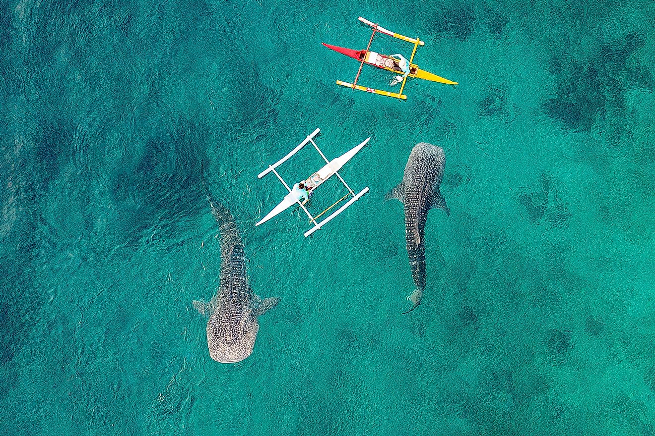 Drones capturing footage of marine life. Image credit: Frolova_Elena/Shutterstock.com