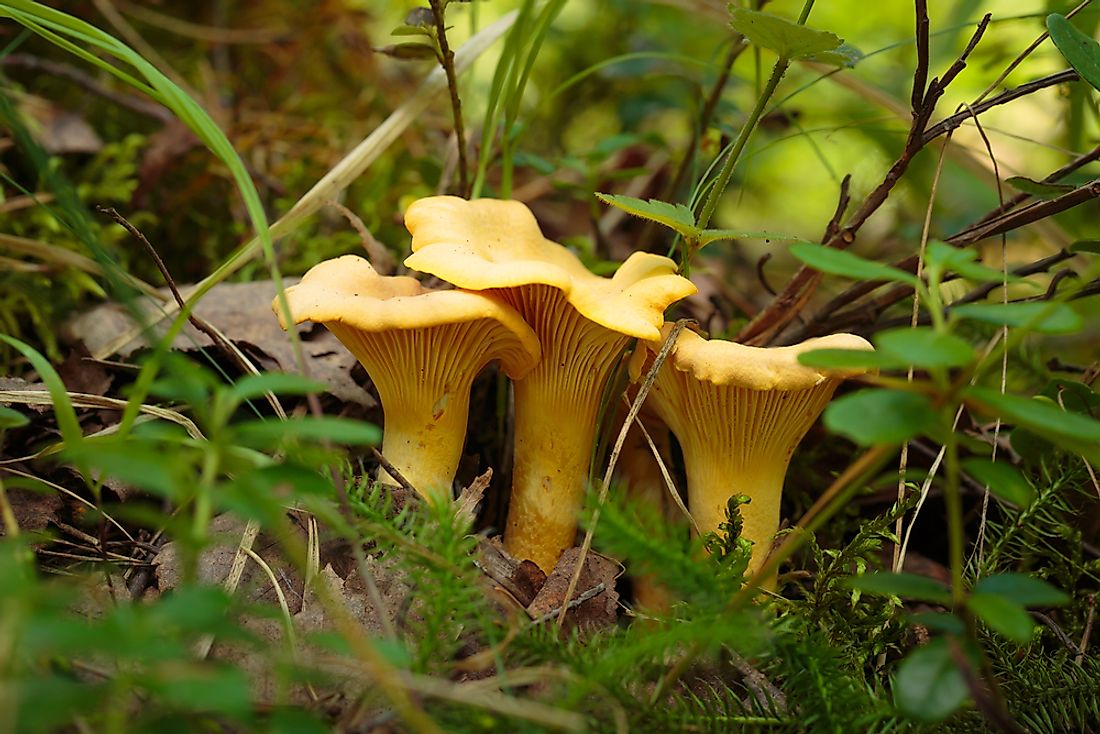 Types Of Edible Wild Mushrooms