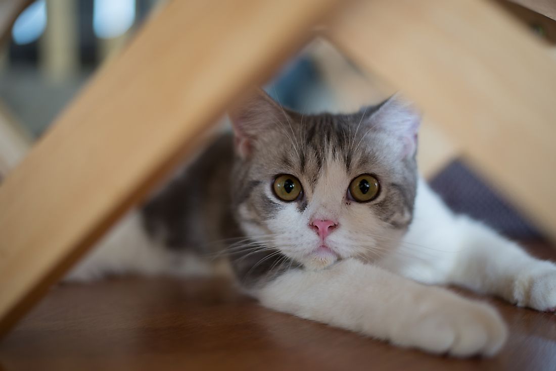 American wirehair cat.