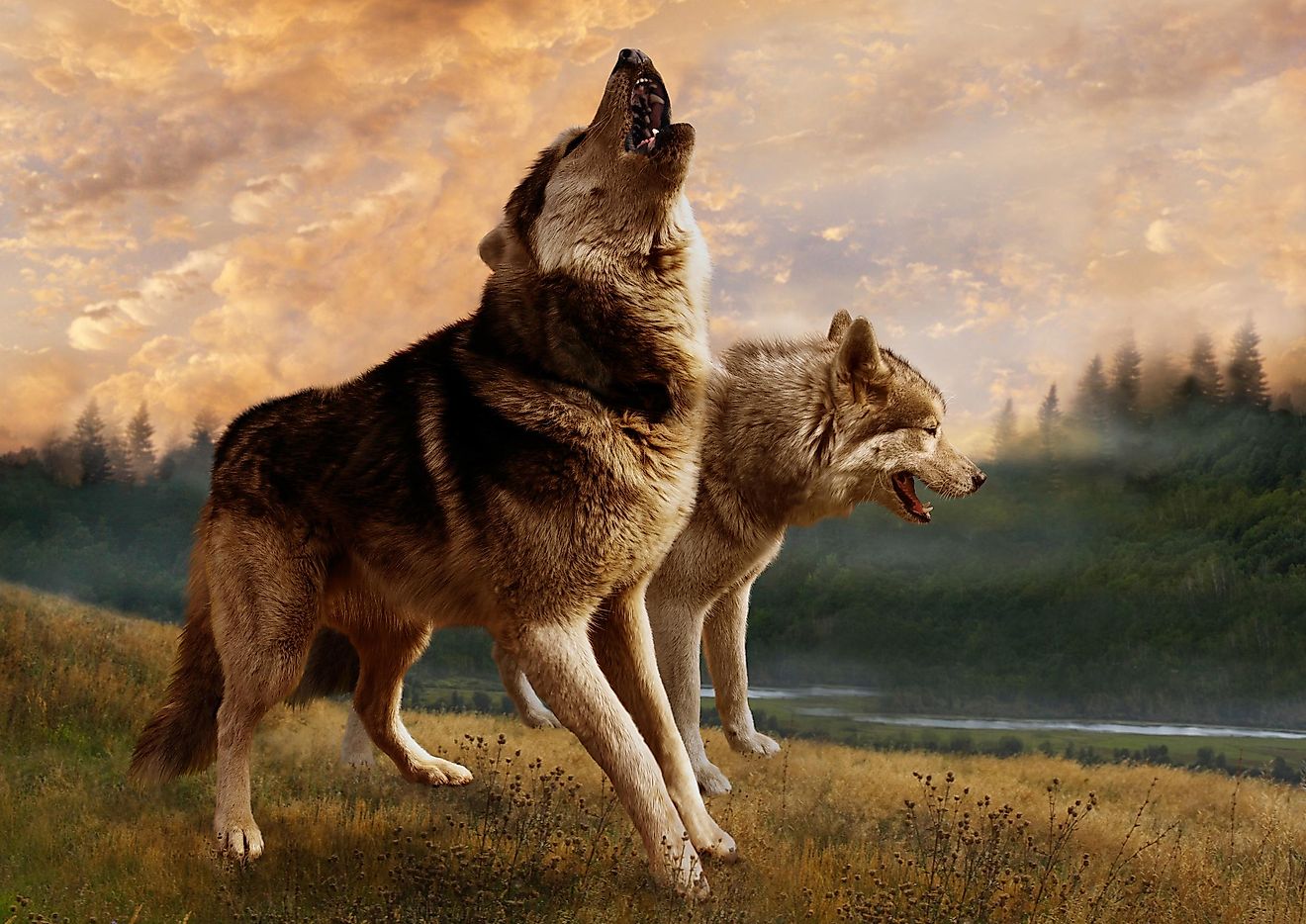 A pair of wolves.