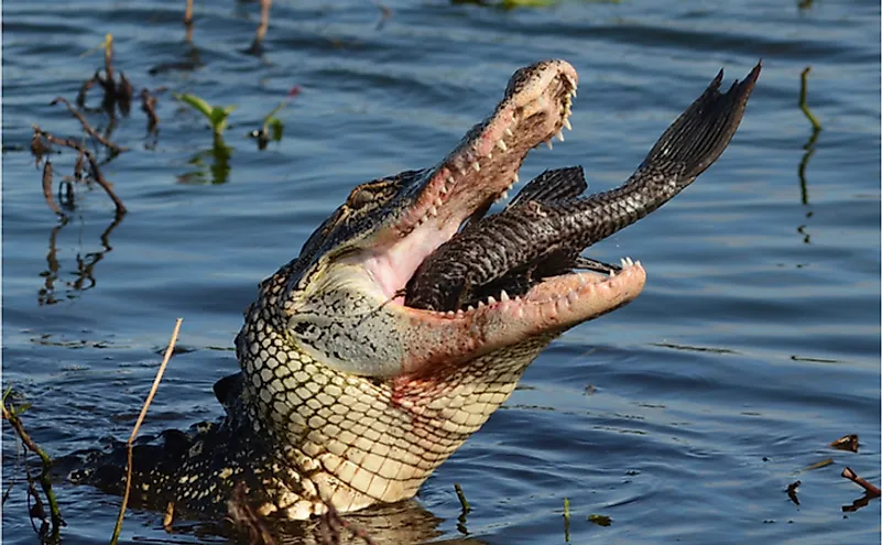 Alligator eating catfish.