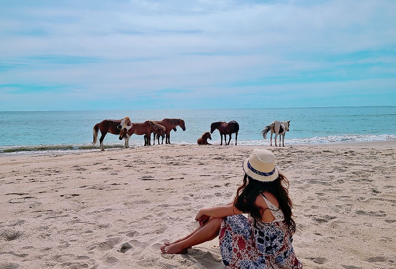 Woman on beach watching wild horses of Assateague Island National Seashore. 