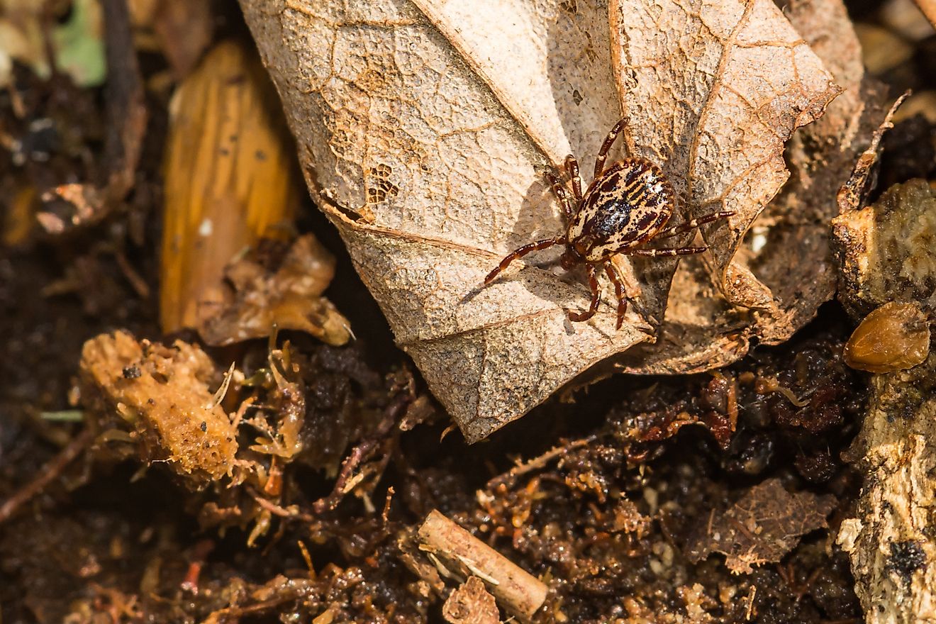 American Dog Tick - Dermacentor variabilis 