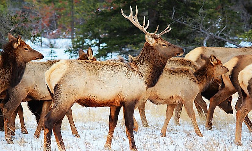 Wildlife in the Jasper National Park of Canada.