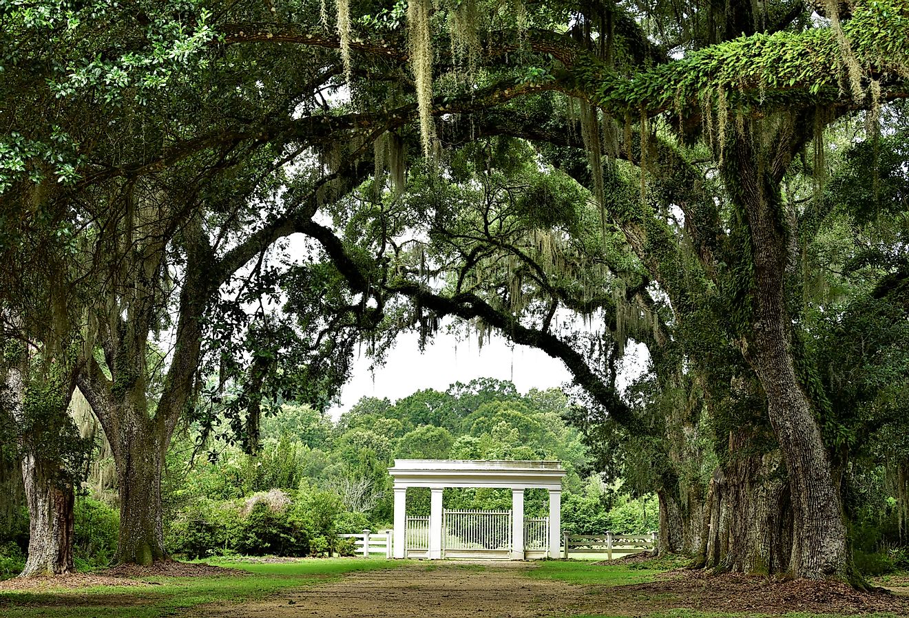 Canopy of live oak branches over Entrance to Rosedown Plantation, State Historic Site, in St. Francisville, Louisiana