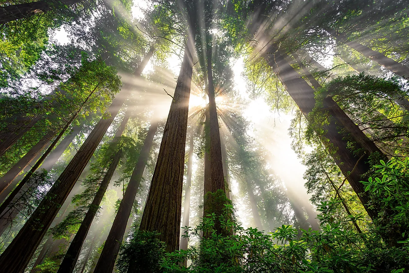 Foggy Light in the Redwoods at Del Norte Coast Redwoods State Park, Redwoods National Park, California. 