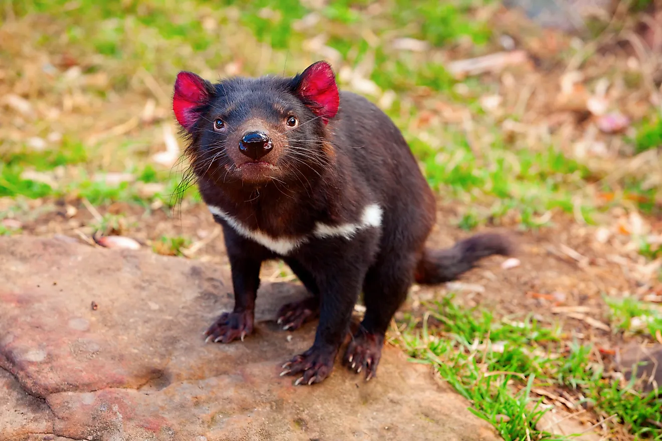 Tasmanian Devil, Australia