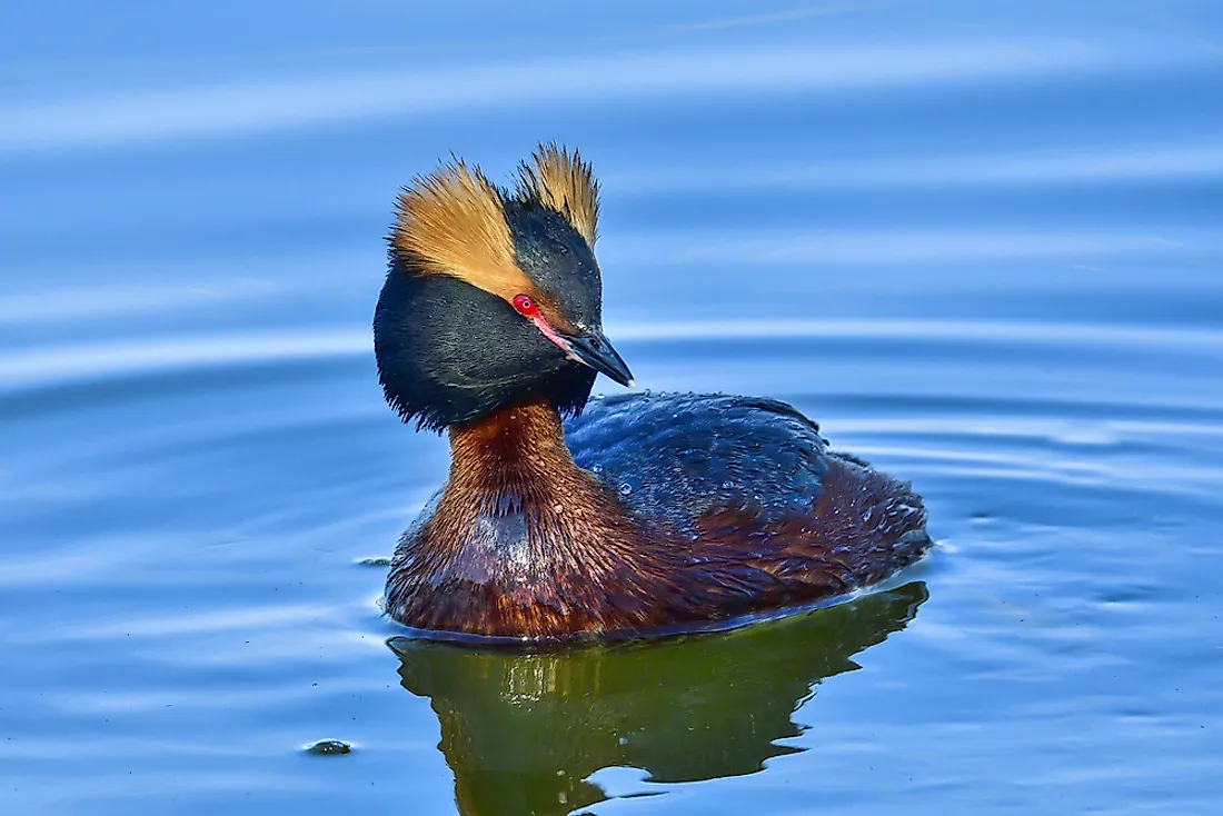 A horned grebe. 