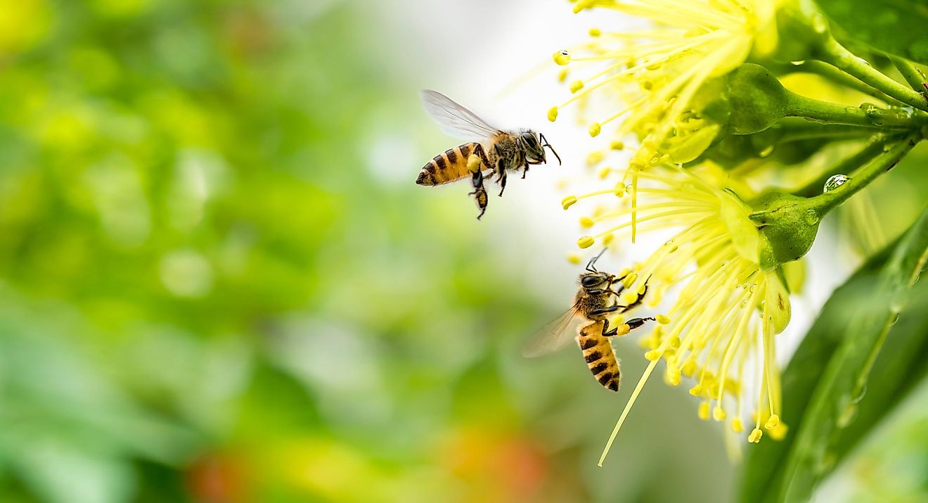 Flying honey bees collecting pollen. Image credit: RUKSUTAKARN studio/Shutterstock