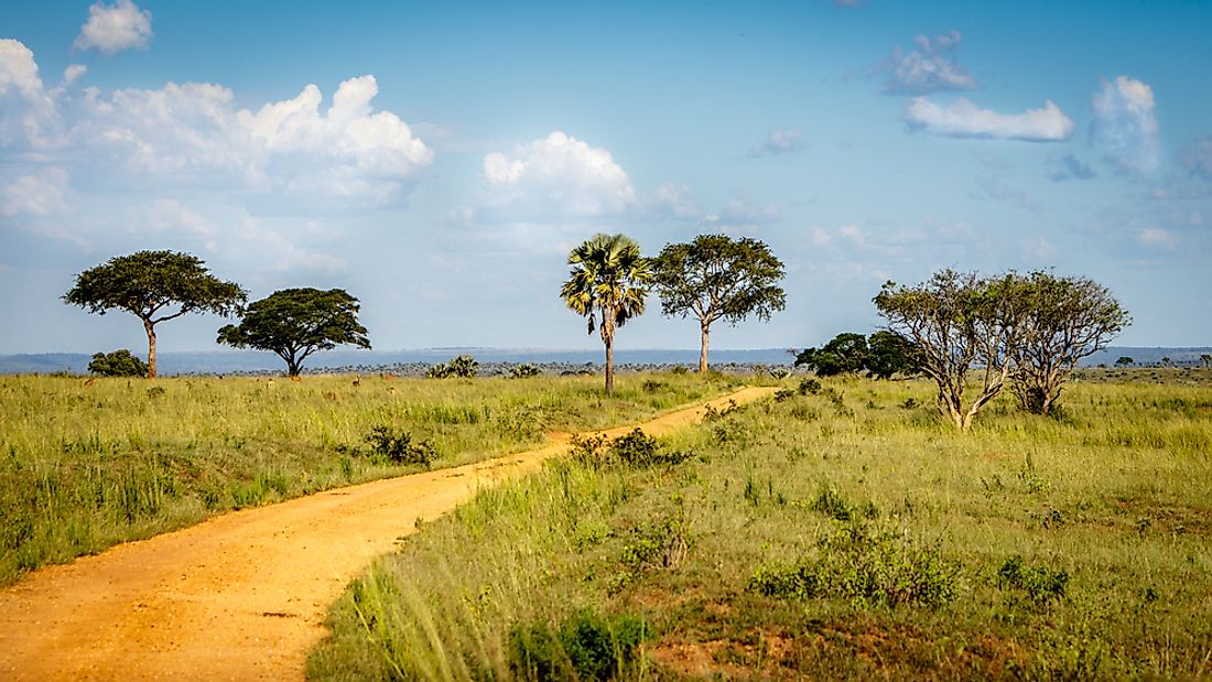 Grasslands in Uganda. 