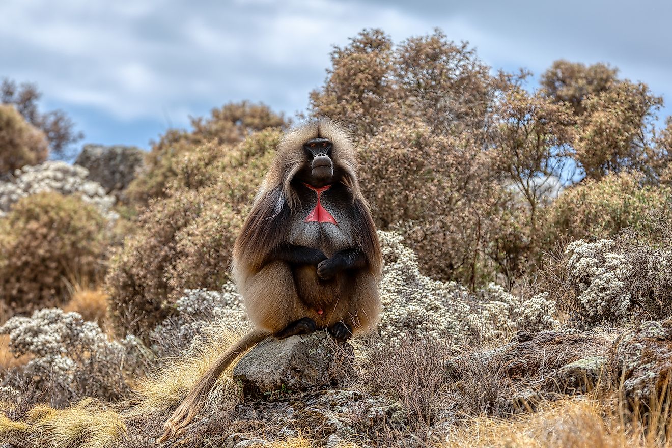 Gelada. Image credit: Artush/Shutterstock.com