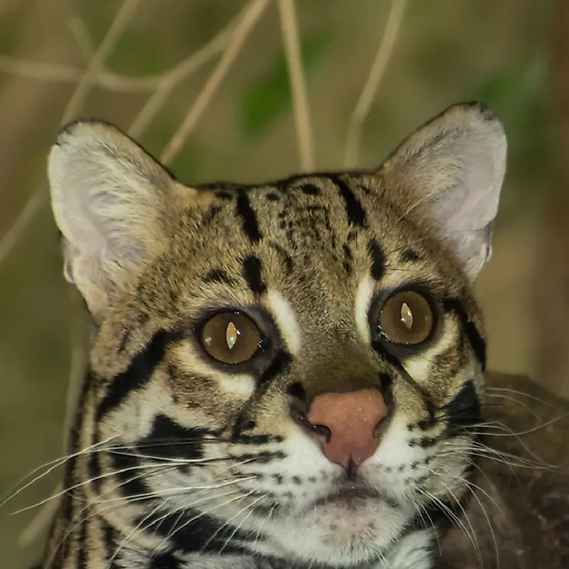 An Ocelot in an Amazon Rainforest region of Brazil.