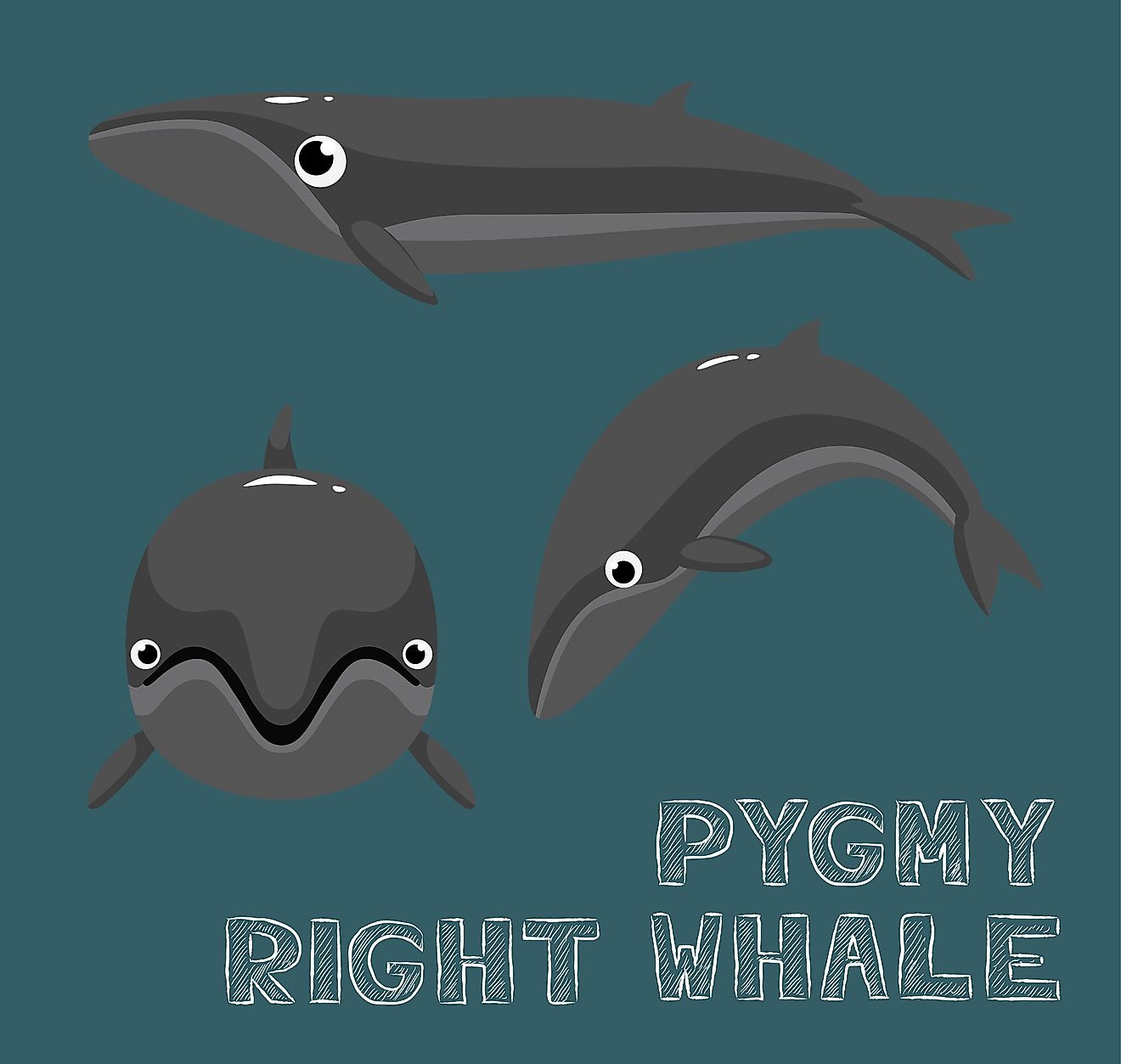 Another animal species thought to have been extinct until it was rediscovered in 2012, the pygmy right whale is an extremely rare animal.