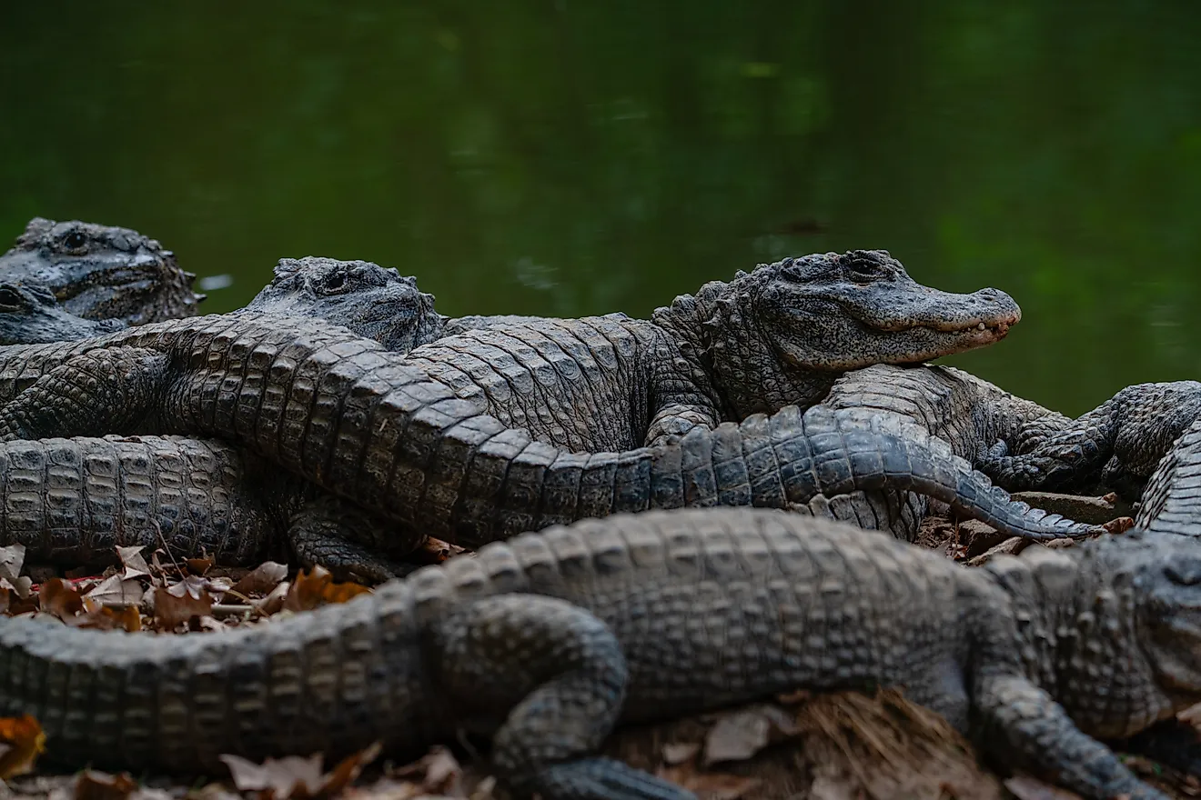 A group of Chinese alligators playing by the pond