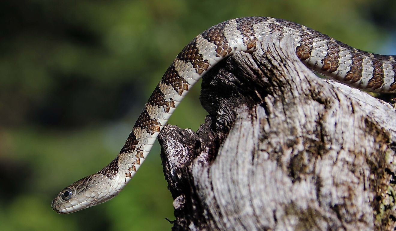 Northern water snake.