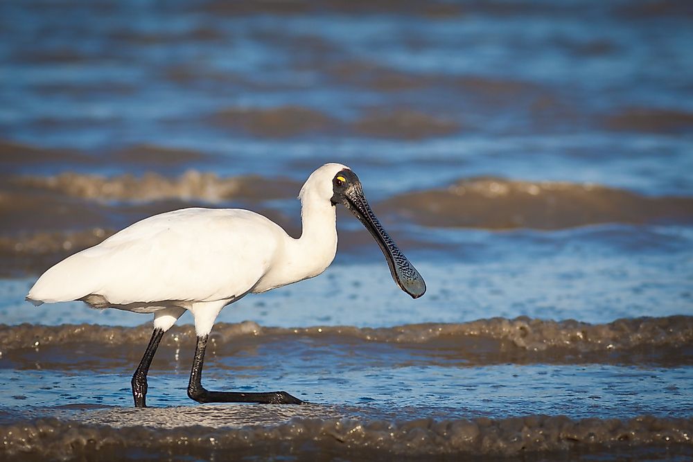 A royal spoonbill in Australia. 